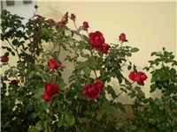 2ad7e6ee-Picture 5389.jpg